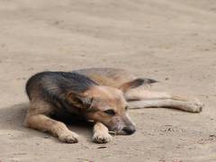 
    Mumbai Police officer rescues dog from drowning
    