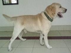 
      
      Rajnath Singh condoles 9-yr-old dog's death
      
      