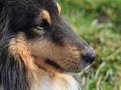 
      
      'Every animal lover is grateful': Various organisations hail...
      
      
