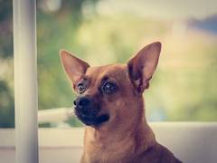 
    As air pollution levels soar, here's how you can take care of your furry friends
    