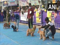 
      
      Siliguri's dog show draws huge crowd
      
      