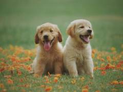 
      
      Study finds dogs learn about word boundaries as human infants do
      
      