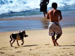 
    Daters take more interest in pooches than owners while swiping right, finds study
    