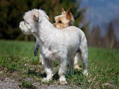 
      
      Urban, rural living dogs showcase 'fearfulness' differently: Study
      
      