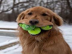 
      
      Dog displays unique talent of fitting record number of tennis...
      
      