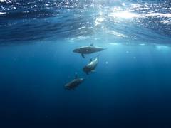 
      
      Human activities sound an alarm for sea life, finds study
      
      