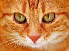 
    Researchers develop framework for humans to see through the eyes of animals
    