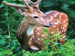 
      
      Odisha govt constitutes task force to reduce man-animal conflict
      
      