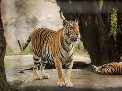 
      
      Cyclone Nisarga: Animals at Mumbai Zoo shifted to holding centres
      
      