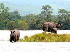 
      
      Assam floods: 70% of Kaziranga National Park submerged,...
      
      