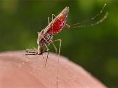 
      
      Researchers find cause behind birth defects due to Zika virus
      
      