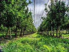 
    Street trees close to the home may reduce the risk of depression
    