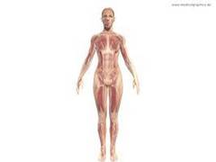 
      
      Study finds that Tendon stem cells can revolutionise healing...
      
      
