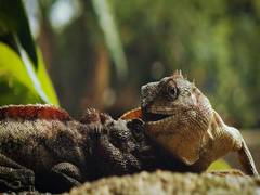 
      
      Researchers present new bizarre species of extinct lizard,...
      
      