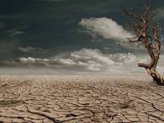 
      
      UN body says at least 7 mln livestock died 
      
      