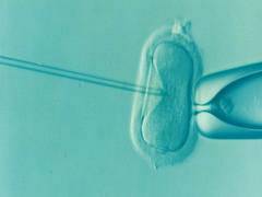 
    Embryos of many species use sound to prepare for the outside world, finds study
    