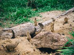 
      
      Study: Burrowing animals to recover after largest mass extinction
      
      