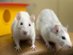 
    Rats prefer to help their own kind, humans may be similarly wired: Study
    