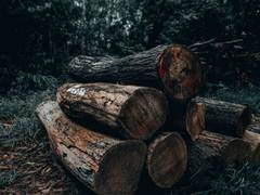 
      
      Infectious disease outbreaks correlated to deforestation,...
      
      