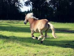 
      
      Here's why different four-legged animals adopt similar gaits
      
      