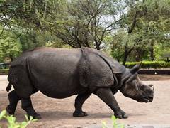 
      
      Hyderabad's Nehru Zoological Park to conduct quiz...
      
      