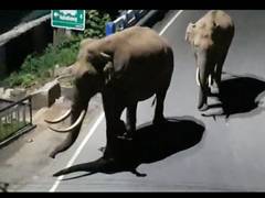 
      
      Protest in Kerala's Idukki demanding protection of residents,...
      
      