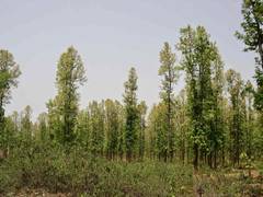 
      
      Dead animals help ecosystems to flourish: Study 
      
      