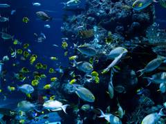 
      
      Ecosystems can be stabilised by collective movements of...
      
      