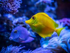 
      
      Research explores communication among fishes
      
      