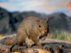
      
      New species of flying squirrel found
      
      