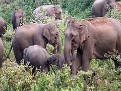 
      
      Odisha govt forms SIT to probe elephant deaths in Athagarh forest
      
      