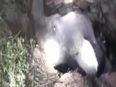 
      
      Wild Elephant rescued from pit in Odisha village 
      
      