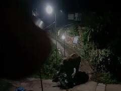 
      
      Wild animals reclaiming Munnar deserted streets amid COVID-19...
      
      