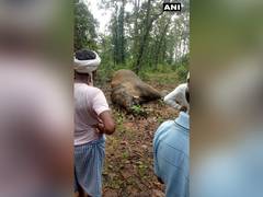 
      
      Elephant carcass found in Chhattisgarh forest 
      
      