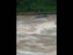 
      
      Carcass of elephant washed away by floodwaters in Kerala
      
      