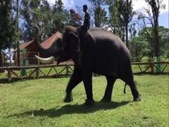 
      
      K'taka: After participating in 'Mysuru Dasara', elephants...
      
      