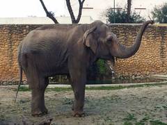 
    World's ‘saddest elephant' passes away
    