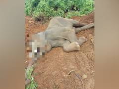 
      
      Bhubaneswar: 10-yr-old male elephant dies at Nandankanan...
      
      
