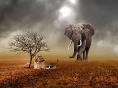 
      
      Elephants exhibit unique interest in their dead: Study
      
      