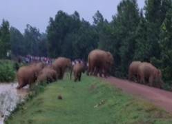 
      
      Odisha: Herd of wild elephants wreaks havoc in Mayurbhanj,...
      
      