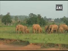 
      
      Odisha: Wild elephants create mayhem in Mayurbhanj village 
      
      