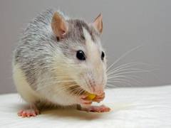 
      
      Study finds theoretical model for neural activity of mouse brain
      
      
