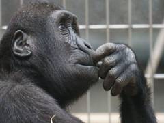 
      
      Despite past isolation events, genetic connectivity between...
      
      