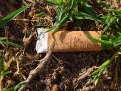 
      
      Cigarette butts hamper plant growth: study
      
      