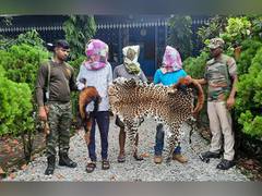 
      
      3 arrested by forest rangers, leapord, red panda skin seized
      
      