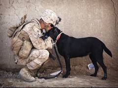 
      
      Researchers investigate relation between service dogs, soldiers
      
      
