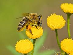 
      
      Clues to bee health found in their gut microbiome: Research
      
      