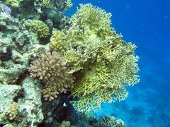 
      
      Some corals can survive in acidified ocean conditions
      
      
