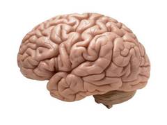 
      
      Fetal exposure to medicines may affect infants' brain development
      
      