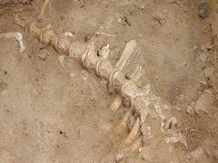 
      
      Skeletal remains of animal found at Manalur excavation site...
      
      